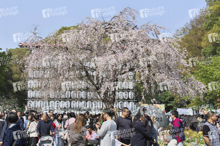 Kirschblüte in Tokio