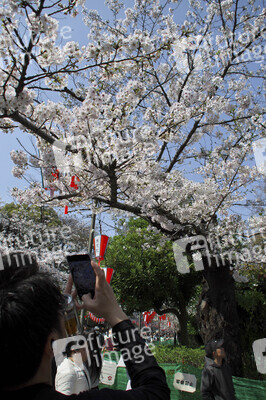 Kirschblüte in Tokio
