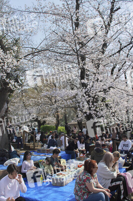 Kirschblüte in Tokio