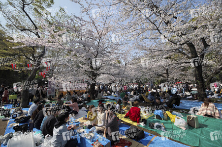 Kirschblüte in Tokio