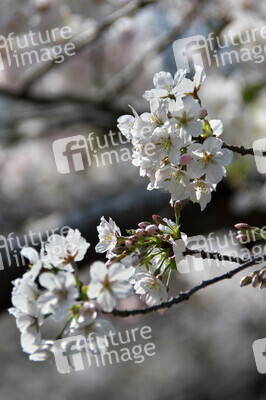 Kirschblüte in Tokio