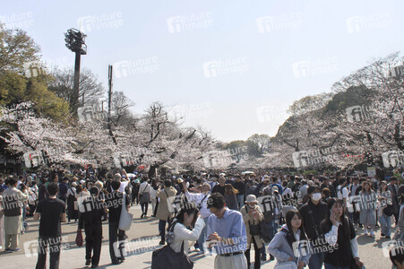 Kirschblüte in Tokio