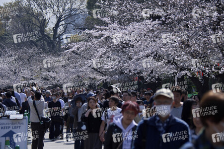 Kirschblüte in Tokio