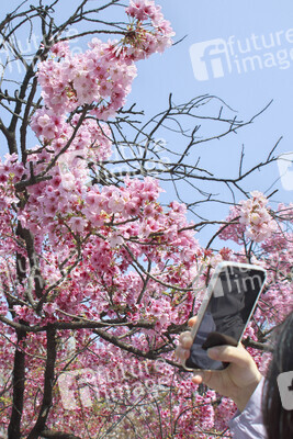 Kirschblüte in Tokio
