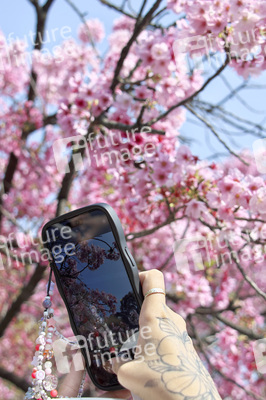 Kirschblüte in Tokio