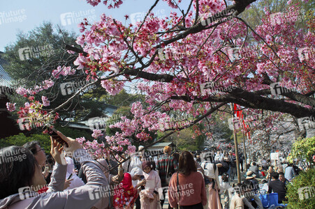 Kirschblüte in Tokio
