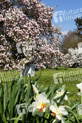 NATURE ART: Magnolien / Magnolias Bodypainting