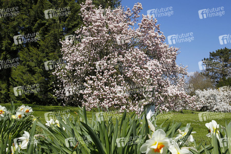 NATURE ART: Magnolien / Magnolias Bodypainting