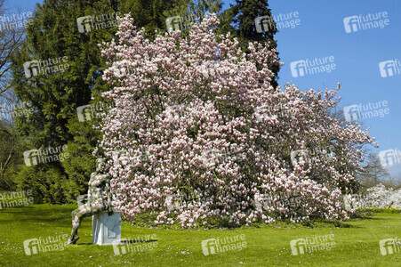 NATURE ART: Magnolien / Magnolias Bodypainting