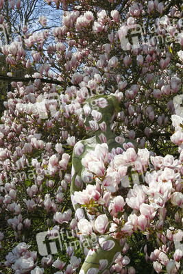 NATURE ART: Magnolien / Magnolias Bodypainting