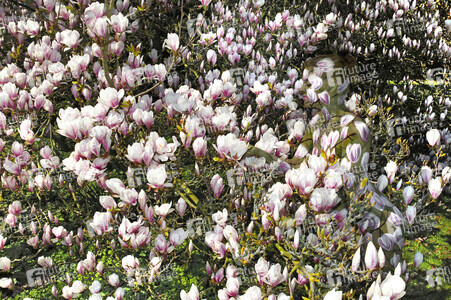 NATURE ART: Magnolien / Magnolias Bodypainting