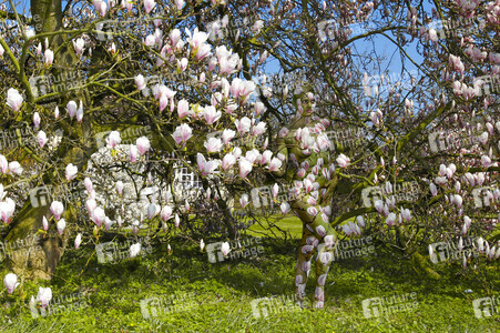 NATURE ART: Magnolien / Magnolias Bodypainting