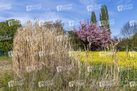 NATURE ART: Schilf / Reeds Bodypainting