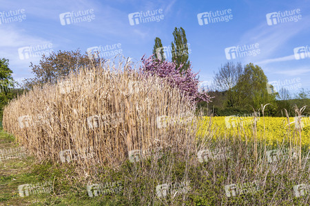 NATURE ART: Schilf / Reeds Bodypainting