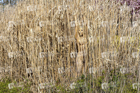 NATURE ART: Schilf / Reeds Bodypainting