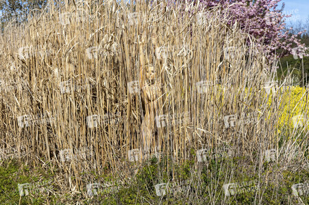 NATURE ART: Schilf / Reeds Bodypainting
