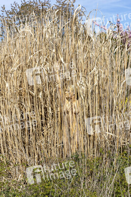 NATURE ART: Schilf / Reeds Bodypainting