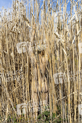 NATURE ART: Schilf / Reeds Bodypainting