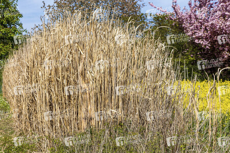 NATURE ART: Schilf / Reeds Bodypainting