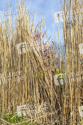 NATURE ART: Schilf / Reeds Bodypainting