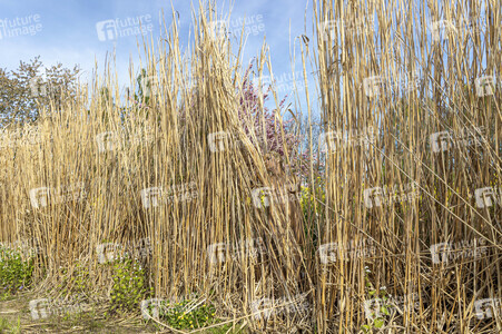 NATURE ART: Schilf / Reeds Bodypainting