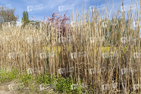 NATURE ART: Schilf / Reeds Bodypainting