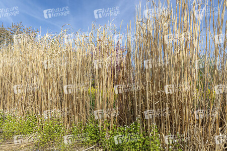NATURE ART: Schilf / Reeds Bodypainting