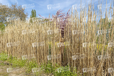NATURE ART: Schilf / Reeds Bodypainting