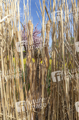 NATURE ART: Schilf / Reeds Bodypainting