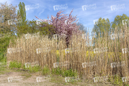 NATURE ART: Schilf / Reeds Bodypainting