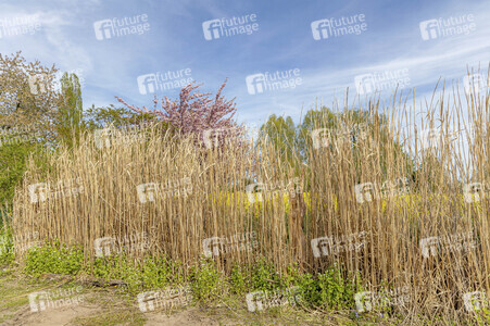 NATURE ART: Schilf / Reeds Bodypainting