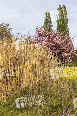 NATURE ART: Schilf / Reeds Bodypainting