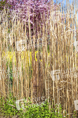 NATURE ART: Schilf / Reeds Bodypainting