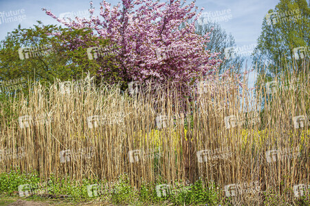 NATURE ART: Schilf / Reeds Bodypainting