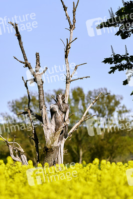 NATURE ART: Trockenbirke / Dried Birch Bodypainting
