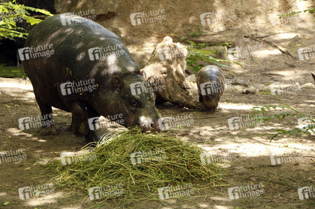 Fototermin mit Zwergflusspferd und Patin Enie van de Meiklokjes in Berlin