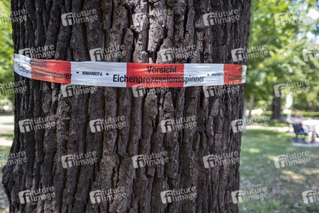 Symbolfoto Eichen-Prozessionsspinner