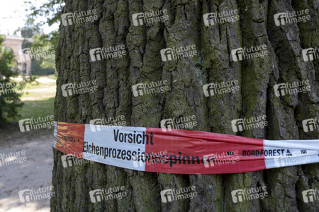 Symbolfoto Eichen-Prozessionsspinner