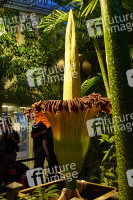 Titanenwurz-Blüte in Hannover