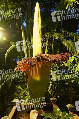 Titanenwurz-Blüte in Hannover