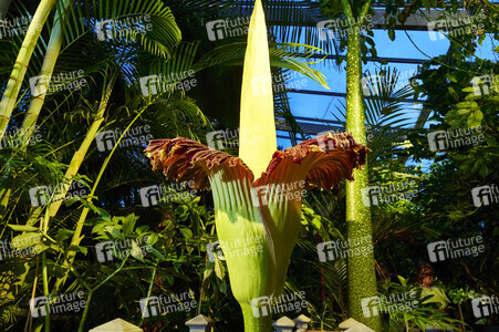 Titanenwurz-Blüte in Hannover