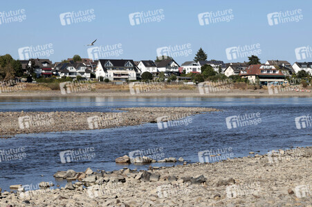 Historisches Niedrigwasser im Rhein bei Bornheim