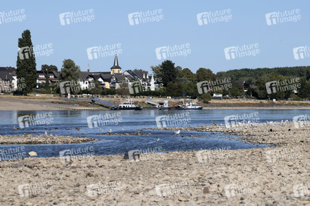 Historisches Niedrigwasser im Rhein bei Bornheim