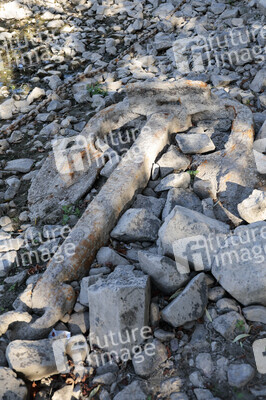 Historisches Niedrigwasser im Rhein bei Bornheim