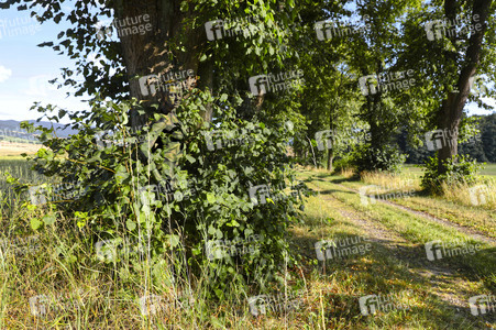 NATUREART Bodypainting LINDENALLEE (Modell: Tatjana Heinz / Projektfotograf: T. Skupin)