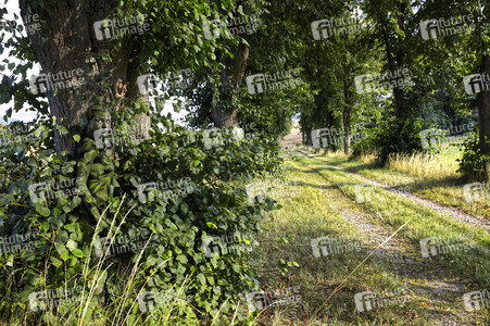 NATURE ART: Lindenallee / Linden Avenue Bodypainting