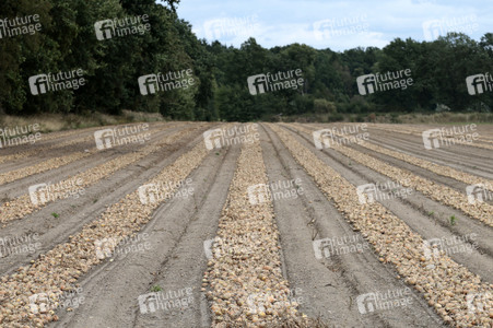 Zwiebelernte 2026 in Bahnsen