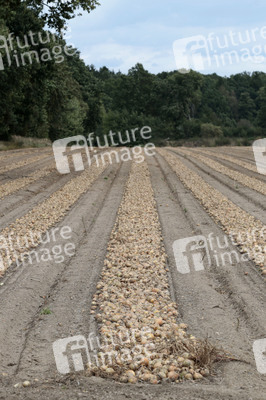 Zwiebelernte 2026 in Bahnsen