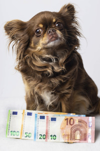 31.10.2025<br>Symbolfoto Kosten für Hundehaltung