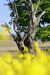 18.05.2026<br>NATURE ART: Trockenbirke / Dried Birch Bodypainting